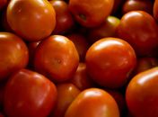 Tomates com cotções em queda nas Ceasas.