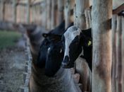 Governo confirma 2 casos atípicos de vaca louca e suspende exportações para a China