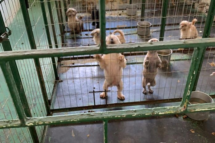Comissão de Bem Estar Animal identifica crime de maus tratos em canil
