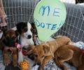 Dia do Amigo PET acontece no próximo sábado em Arapiraca