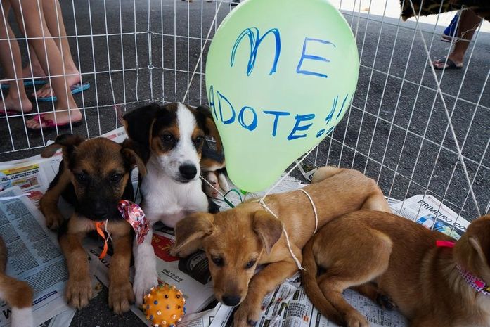 Dia do Amigo PET acontece no próximo sábado em Arapiraca