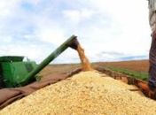 Semente de soja é opção para produzir substância usada no combate à aids