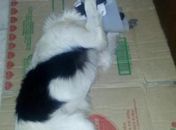 Pós-operatório de Evaristo