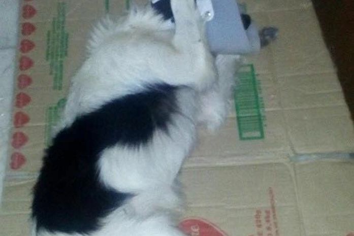 Pós-operatório de Evaristo