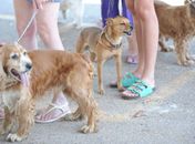 Tutores de animais de estimação devem ficar atentos a produtos de limpeza