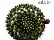 Basílio Seh lança CD Rádio Cabeça encerrando a temporada de 2017 do projeto Quinta no Arena