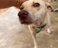Programa Castramóvel atinge marca de 1,7 mil animais castrados em Delmiro Gouveia