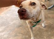 Programa Castramóvel atinge marca de 1,7 mil animais castrados em Delmiro Gouveia