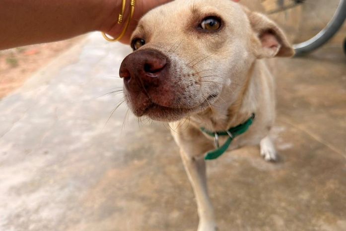Programa Castramóvel atinge marca de 1,7 mil animais castrados em Delmiro Gouveia