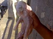 Animal nasceu com anomalia genética.