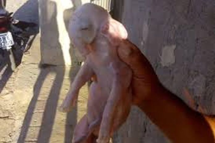 Animal nasceu com anomalia genética.