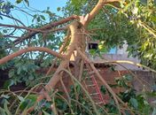 Bombeiros são acionados após árvore de grande porte cair sobre residência, na parte alta