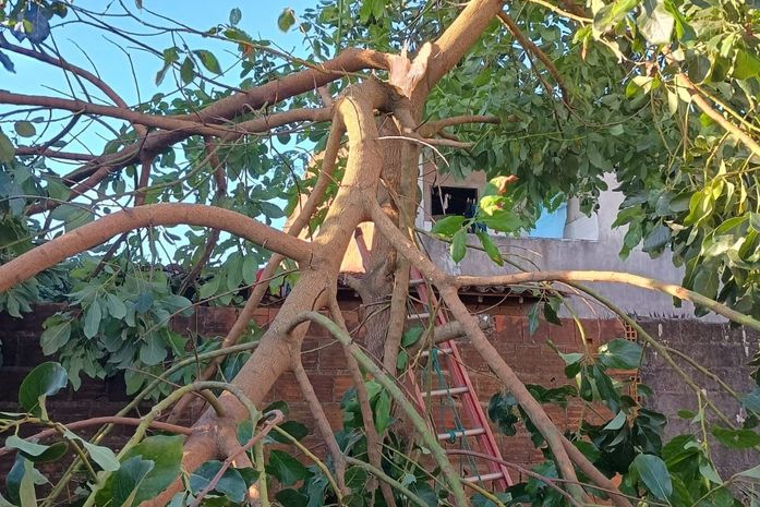 Bombeiros são acionados após árvore de grande porte cair sobre residência, na parte alta