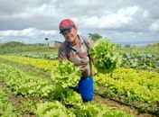 Projeto “Semeando o Futuro” distribui mudas e sementes de hortaliças para fomentar emprego e renda em São Miguel dos Campos