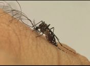 Aedes aegypti