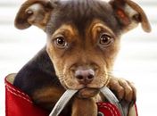 ‘A Caminho de Casa’ é a grande estreia das telonas; veja horários das sessões