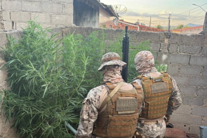 Pés de maconha são apreendidos no quintal de oficina mecânica no Sertão de Alagoas