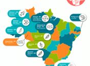 Um milhão de indígenas brasileiros buscam alternativas para sobreviver