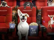 Shopping realiza primeira sessão de cinema permitida para cães em Maceió neste sábado (8)
