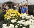 Dia de campo aproxima produtores de novas técnicas para cultivo de crisântemos em Alagoas