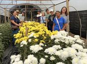 Dia de campo aproxima produtores de novas técnicas para cultivo de crisântemos em Alagoas