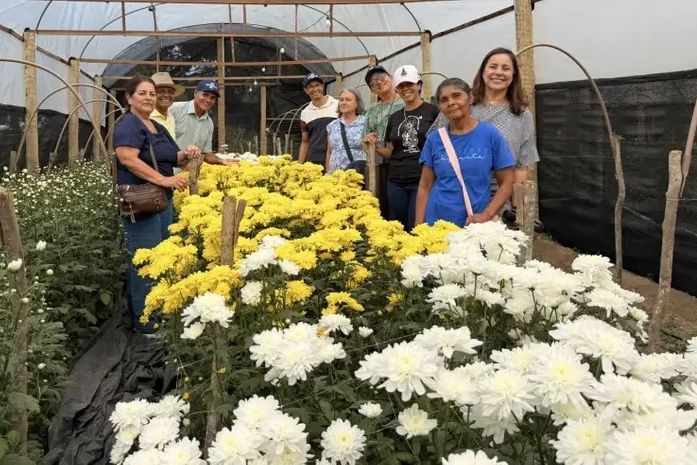 Dia de campo aproxima produtores de novas técnicas para cultivo de crisântemos em Alagoas