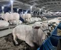 76ª Expoagro-AL começa nesta quinta-feira (22) com expectativa de R$ 50 milhões em negócios