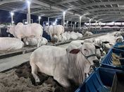 76ª Expoagro-AL começa nesta quinta-feira (22) com expectativa de R$ 50 milhões em negócios