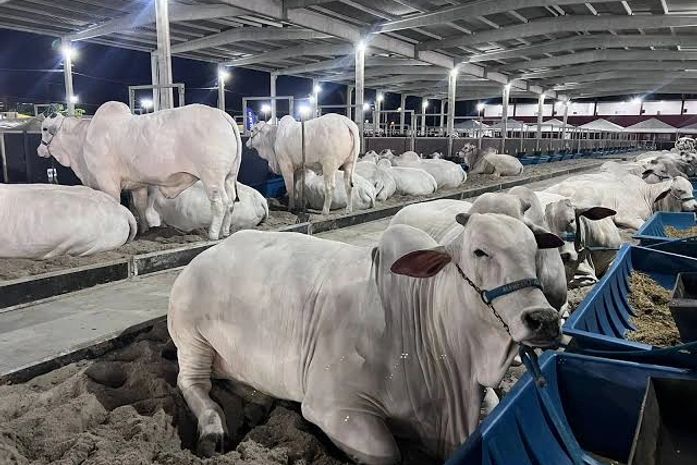 76ª Expoagro-AL começa nesta quinta-feira (22) com expectativa de R$ 50 milhões em negócios
