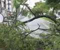 Árvore cai e bloqueia sentido da principal avenida do Murilópolis, em Maceió