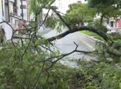 Árvore cai e bloqueia sentido da principal avenida do Murilópolis, em Maceió