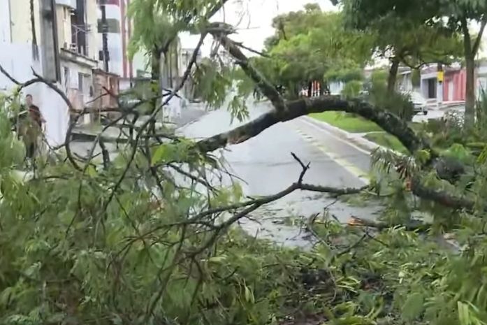Árvore cai e bloqueia sentido da principal avenida do Murilópolis, em Maceió