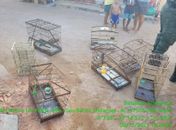PM apreende armas de fogo, drogas e animais silvestres no interior de Alagoas