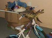 Animal foi encontrado na garagem da residência