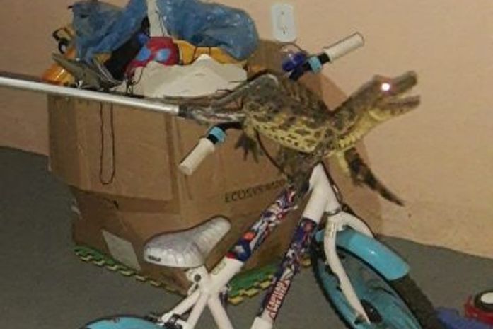 Animal foi encontrado na garagem da residência
