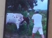 Homem aparece matando boi