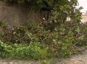 Cajueiro caiu sobre carro e muro de residência no Feitosa; ninguém se feriu.