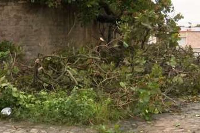 Cajueiro caiu sobre carro e muro de residência no Feitosa; ninguém se feriu.