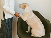 Nova lei pode obrigar donos a passar três horas por dia com seus cães