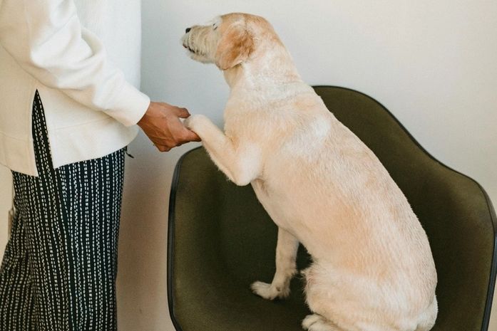 Nova lei pode obrigar donos a passar três horas por dia com seus cães