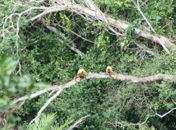 IMA registra espécie de macaco ameaçada de extinção em unidade de conservação no Sertão
