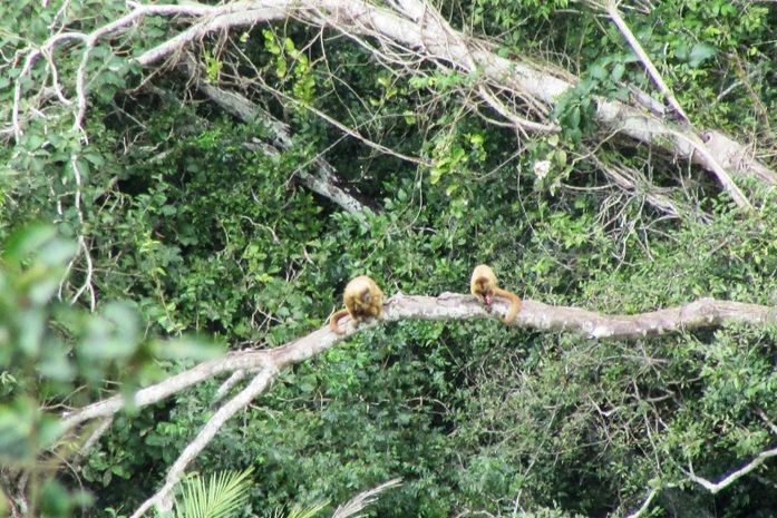 IMA registra espécie de macaco ameaçada de extinção em unidade de conservação no Sertão