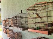 Fiscalizações ambientais da PM resultam na apreensão de 25 aves silvestres em Boca da Mata e Igaci