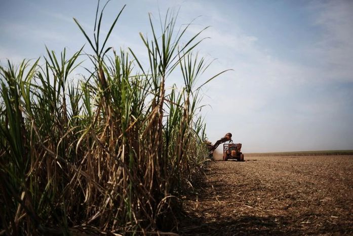 Safra 24/25 ultrapassa dois milhões de cana já processadas até setembro