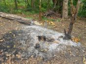 IMA monitora focos de queimada em Murici e Pratagy