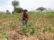 Agricultura anuncia prorrogação de pagamento de boletos do Garantia-Safra 23/24