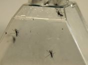 Produto é utilizado para combate ao mosquito aedes aegypti