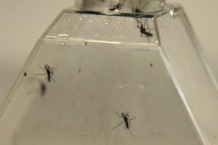 Produto é utilizado para combate ao mosquito aedes aegypti