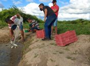 Pequenos piscicultores recebem apoio técnico para acompanhamento da criação de Tilápias em Delmiro Gouveia 