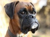 Pesquisa da UFMG confirma 11º caso de Covid-19 em animal no Brasil